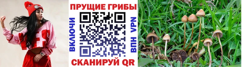 Галлюциногенные грибы Cubensis  Купить закладки  Донской 